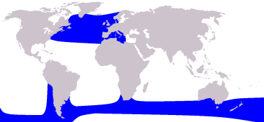 Pilot Whale Distribution (Credited to Wikipedia)