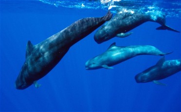 Long-finned Pilot Whales (Credited to The Telegraph)